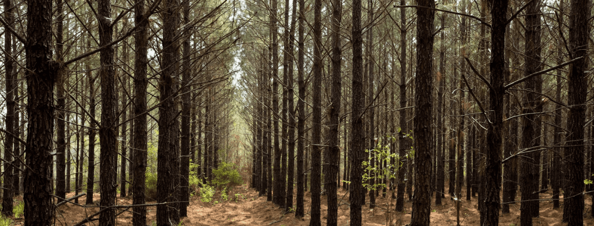 Ikea Commits to Planting More Timber in GA Than It Cuts Down